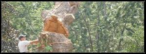 Xtreme Tree Service crew performing tree removal